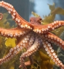 Octopus Import