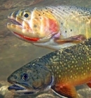 Trout