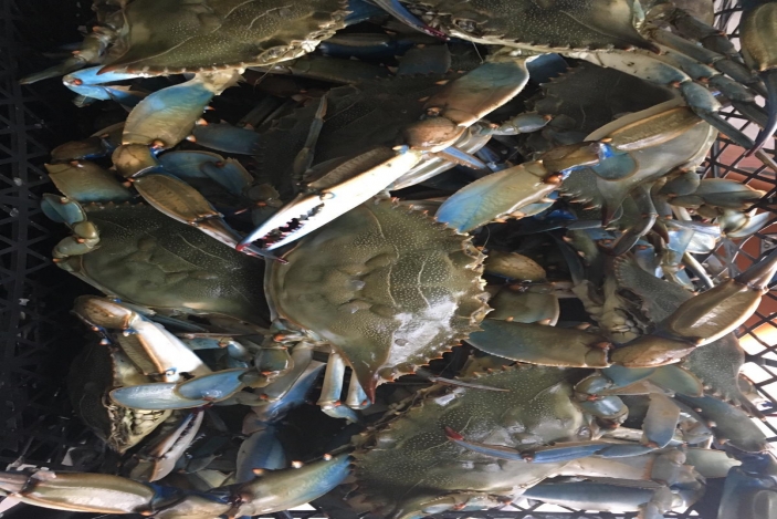 Live Blue Crab