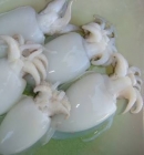 Cuttlefish