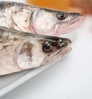 Fillet of Sudak