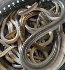 The eel